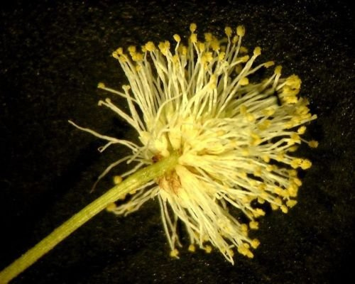 100 halbe Illinois Bundleflower Prairie Mimose Desmanthus illinoensis Fiore