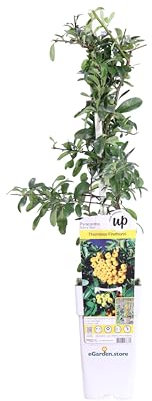 Pianta di Pyracantha Coccinea Sunny Star pianta da esterno ornamentale bacche gialle pisanta vera da siepe venduta da eGarden.store