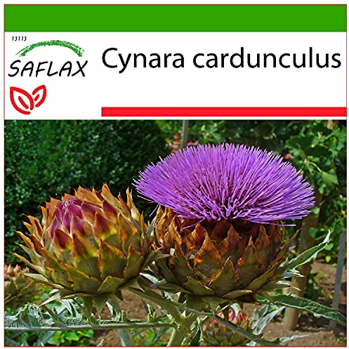 SAFLAX - Alcachofa silvestre - 50 semillas - Con sustrato - Cynara cardunculus