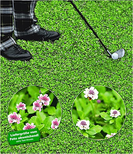 BALDUR Garten Bodendecker winterhart Lippia Summer Pearls, 8 Pflanzen, Kollektion rosa und weiß, winterharte & mehrjährige Staude, wächst schnell zu trittfesten Teppichen