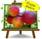 Susincocco Pflaumen - Obstpflanze alte Frucht auf Blumentopf 20 - Baum max 170 cm – 2 Jahre Anbau Italien