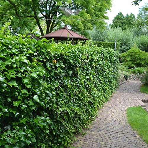 Gardline - Irischer Efeu Hedera hibernica 150-175 cm IM TOPF. 10-500 grüne Kletterpflanzen - 10 St. (ca. 3 Meter)