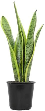 Pianta Serpente Vivo, Sansevieria trifasciata Laurentii, Pianta da Appartamento da Interno Completamente Radicata in Vaso, Madrecognata Lingua Sansevieria Pianta, Piante Succulente in vaso