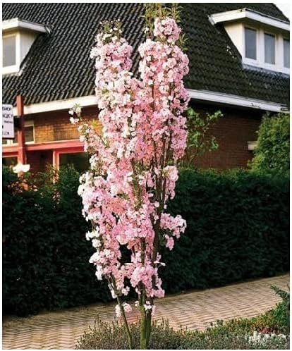 Japanese Amanogawa Pink Flowering Cherry 3-4ft Tall Upright Growing.Prunus Serrulata 3fatpigs®