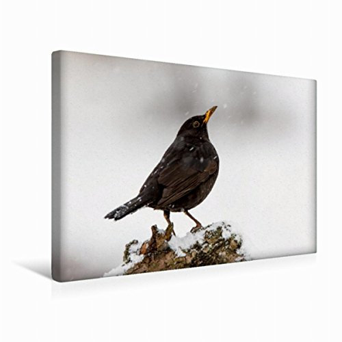 Premium Textil-Leinwand 45 x 30 cm Quer-Format Amsel | Wandbild, HD-Bild auf Keilrahmen, Fertigbild auf hochwertigem Vlies, Leinwanddruck von Heidi Spiegler