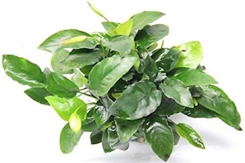Wasserpflanze Anubias barterie nana Bigfoot
