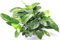 Wasserpflanze Anubias barterie nana Bigfoot