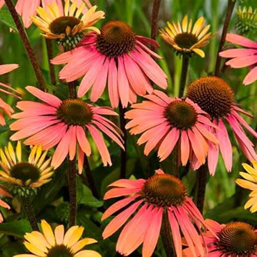 Plant Theory Summer Cocktail Coneflower Perennials Flowering Plants Echinacea 2L Pot
