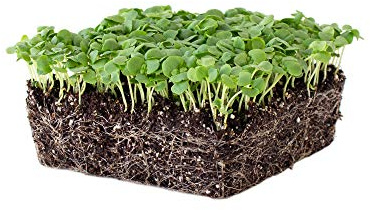 Genovese Basil Microgreens Seeds - 1 Lb ~256,000 Seeds - Non-GMO Bulk Seed for Growing Micro Herbs, Indoor Gardening, Herb Garden, Micro Greens