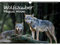 Wolfszauber DIN A3 Immerwährender Kalender Wolf und Wölfe - Seelenzauber