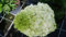 Hydrangea paniculata 'Phantom' / Hortensia paniculé 'Phantom' / Conteneur de 3 à 4 litres