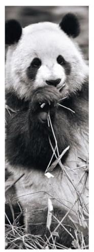 dino Panda in Grass, 1000