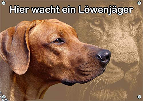 Petsigns ausdrucksstarkes Hundeschild Rhodesian Ridgeback - in Premiumqualität - Warnschild, DIN A4
