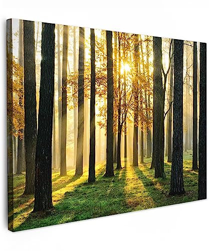 MuchoWow© Leinwand Bilder 80x60 cm Wanddeko Wohnzimmer Aesthetic Room Decor Deko Zimmer Wandbilder Modern Fotogeschenke Bild Wald - Sonne - Bäume - Gras - Landschaft - Natur