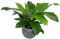 Leaf Künstlicher Vogelnest Farn, aus Kunststoff, 60 cm, Schwarz, 60 cm großer Buschy, 60cm Large Bushy, LEAF-7050