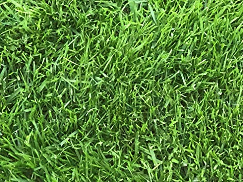 Müller GmbH 25 kg Spezial Rasensand Rasen 0,1-0,3 mm Grassand zur Rasenpflege und Bodenverbesserung