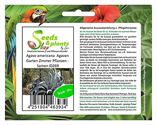 Stk - 10x Agave americana Agaven Garten Zimmer Pflanzen - Samen ID269 - Seeds & Plants Shop by Ipsa