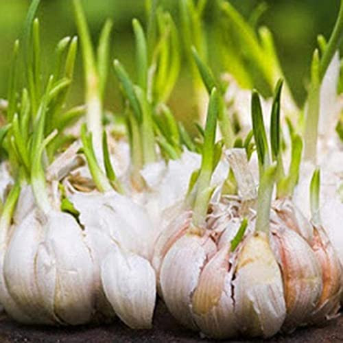Haloppe 50 pezzi di semi di aglio gigante per piantare il giardino di casa, semi di aglio gigante giardino di casa fattoria piantare piante di ortaggi Semi Di Aglio