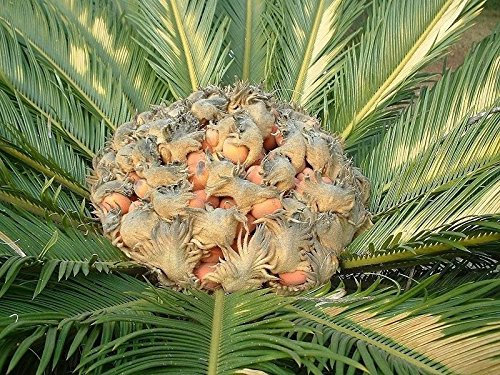 Cycas revoluta - Il Sago Palm - 10 Semi grandi e pesanti