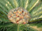 Cycas revoluta - Il Sago Palm - 10 Semi grandi e pesanti