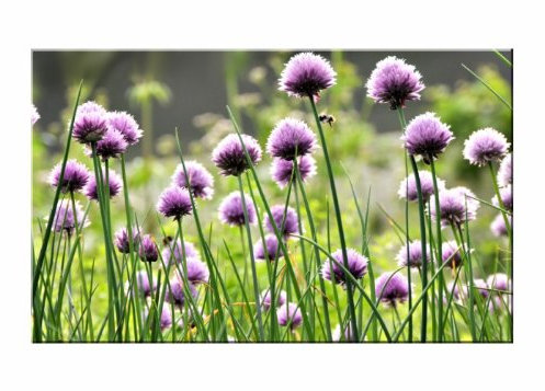 Wandtattooladen Wandbild - Blumenwiese, Größe: 120x80cm