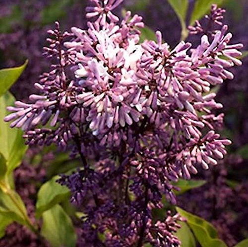 Hochstamm Spanischer Flieder Miss Kim 80-100cm - Syringa patula