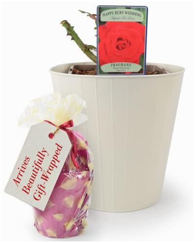 Ruby Anniversary Rose Plant – Celebration 5.5 Litre Potplant, Inside A Cream Tin Planter. Beautifully Gift Wrapped. They are Real, Living, British Grown, Garden Ready, Indoor or Outdoor Flowers