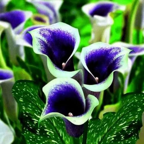 Calla lily bulb-Piantagione in giardino/Facile da coltivare/Principianti-10 bulbi-A