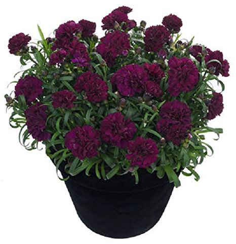 Dianthus Sunflor® 'Beetle' Pinks Perennial Plug Plants Pack x6