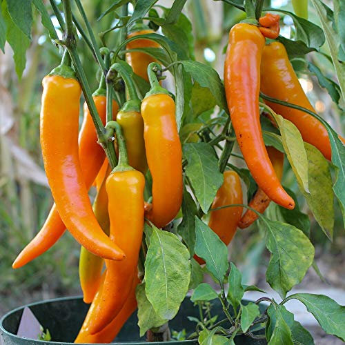 Harvey Paprika Samen für ca. 15 Pflanzen - scharfer, ertragreicher Spitzpaprika