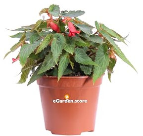 Pianta di Begonia Boliviensis vari colori pianta ornamentale da esterno balcone terrazzo giardino pianta vera fiorita in vaso venduta da eGarden.store (Rosso-Rosa)