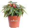 Pianta di Begonia Boliviensis vari colori pianta ornamentale da esterno balcone terrazzo giardino pianta vera fiorita in vaso venduta da eGarden.store (Rosso-Rosa)