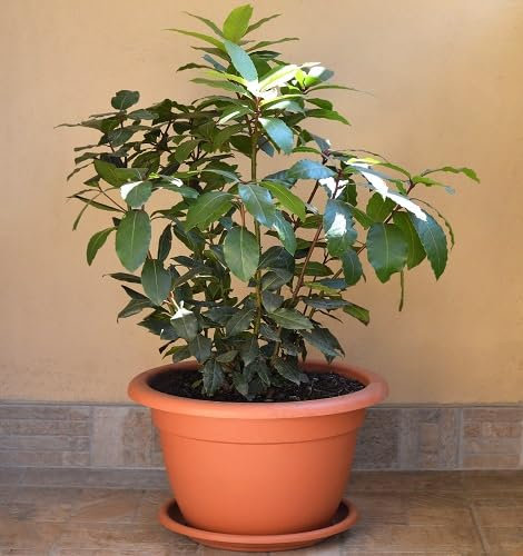 80 semillas de planta de hoja de laurel verde