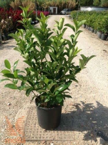 Viburnum lucidum - Planta de seto perenne, en maceta, 19 cm de diámetro, 50/70 cm de altura Vivaio di Castelletto