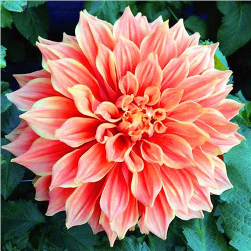 Dahlien Knollen-Winterhart MehrjäHrig,Dahlien Knollen Winterhart Mix,Dahlien Zwiebeln,Dahlien Knollen,Landschaftspflanzen,Gartenblumen,Bonsai Pflanze-10Knollen-e