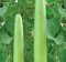 Rare✿ Essbare Flaschenkürbis Tambuli/Opo Squash/Calabash / Lauki 10 Samen