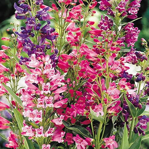 Welldales 50 Vibrant Penstemon Mixed Flower Seeds Beard Tongue Bee Butterfly Long Bloom UK, White,Pink,Red,Purple