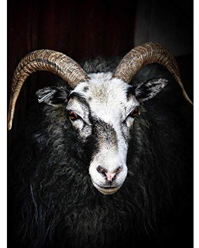 Wee Blue Coo Ram Sheep Face Close Up Black White Horns Art Print Poster Wall Decor Kunstdruck Poster Wand-Dekor-12X16 Zoll