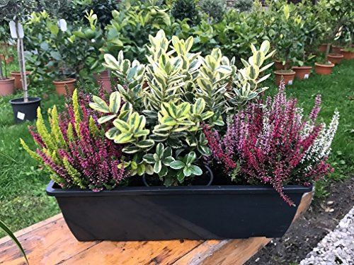 WESELER KRÄUTERPARADIES - GÄRTNEREI ENSELEIT Herbst Balkonkasten 40cm breit, Winterheide, Calluna Knospenheide Trio Milka & Wildbeery (Besenheide) & Veronica
