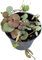Fangblatt - Ceropegia Silver Glory - Leuchterblume im Ø 8 cm Topf - außergewöhnliche Zimmerpflanze zum Hängen