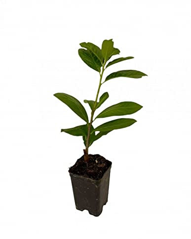 Pianta Lauroceraso - Dimensione Vaso Vaso 7cm