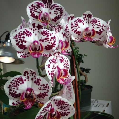 Cymbidium Orchidee-Rhizom Großpackung, Überraschend wachsend, Winterhart Mehrjährig, Geeignet für Frühling und Herbst, Kein Gießen Erforderlich, Leicht Zu ZüChten-15 Rhizom-E