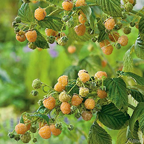 Säulen-Himbeere 'Twotimer® Gelbe Sugana®'
