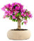 Bouganville Bonsai ALtezza 35 cm, Pianta Vera, Pianta da Esterno, Esposizione Soleggiata, Vaso Artigianale in Terracotta - Bianco