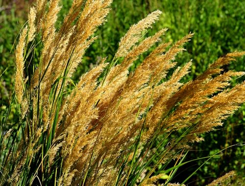 Sand-Reitgras – Calamagrostis epigejos – Robust & Zierend – Heimisches Ziergras für Wildgärten – ca. 200 Samen