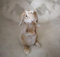 Hase Osterhase Blumenkranz Hase Ostern Shabby Chic Deko