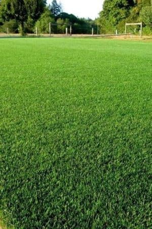 Cynodon Dactylon/Gramigna - Semi di Prato Erboso Resistente al Calpestio Denso e Agressivo 1 lb 3 confezioni