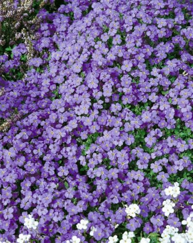 Blaukissen 'Tauricola' im Topf Aubrieta Bodendecker winterhart immergrün