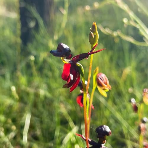 Caleana major wildblumen balkonblumen fliegende ente orchidee ausgefallene geschenke herbst deko hochbeet kräuterpflanzen gartenblumen seltene zimmerpflanzen winterharte 35samen