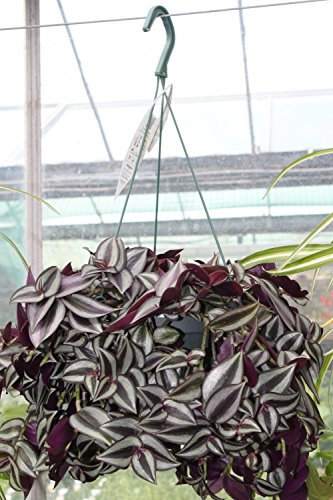 Indoor Plant - Tradescantia -Hanging House Plant